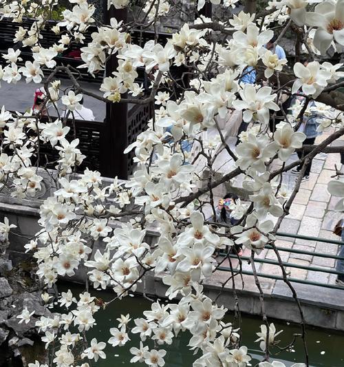 棉花和玉兰花的花语分别是什么？