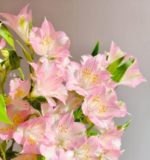 什么仙的花语？哪种花代表了仙气？
