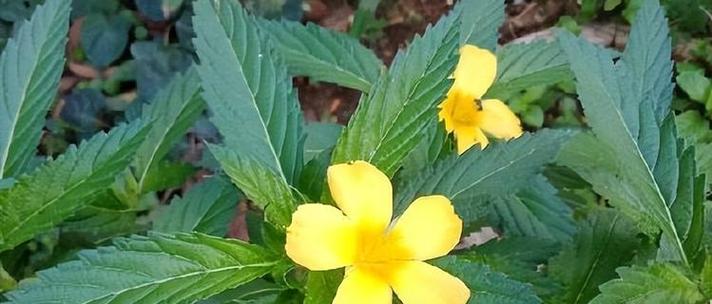 什么仙的花语？哪种花代表了仙气？
