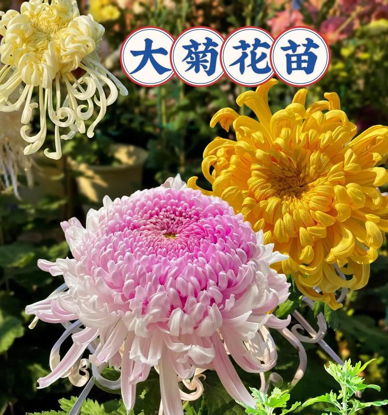 养花时了解花语的重要性是什么？