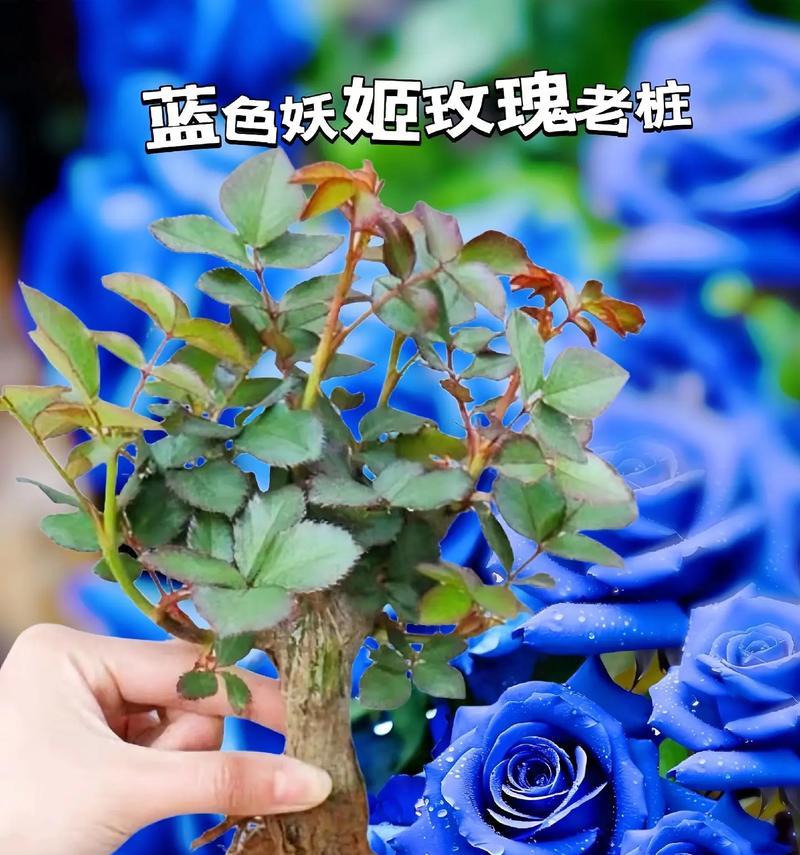 蓝玫瑰的花语是什么？代表了哪种情感？