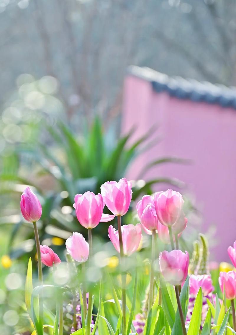 郁金香开花时的花语有何特殊含义？它代表了什么？