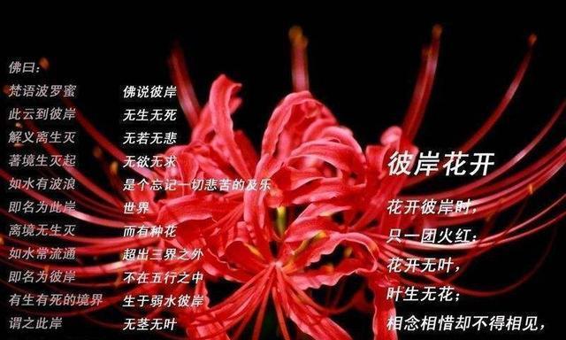 哪种花的花语能让人感动落泪？