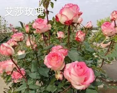 艾莎玫瑰送老师的花语是什么？你知道它的寓意吗？