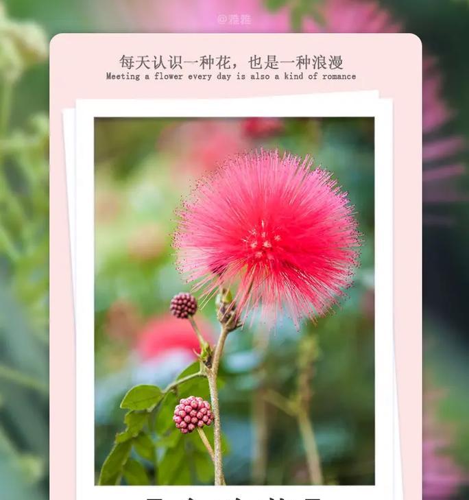 哪种花的花语代表规则？规则之花的花语有何含义？