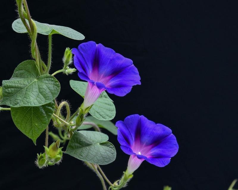 牵牛花的花语有哪些含义？