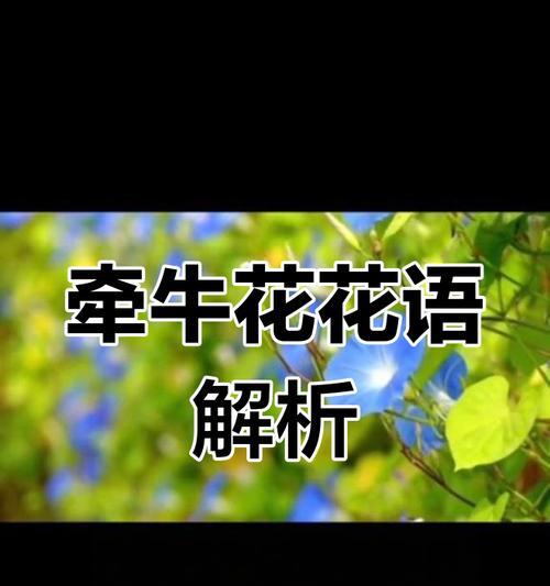 牵牛花的花语有哪些含义？