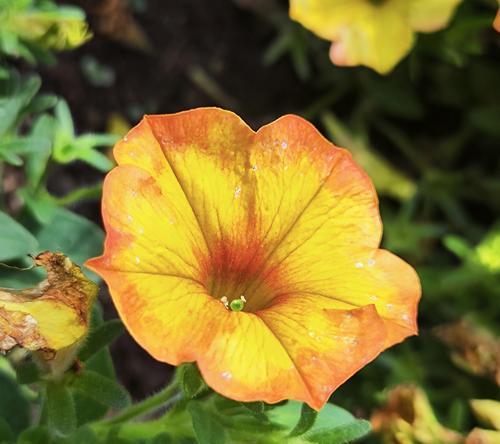 牵牛花的花语有哪些含义？