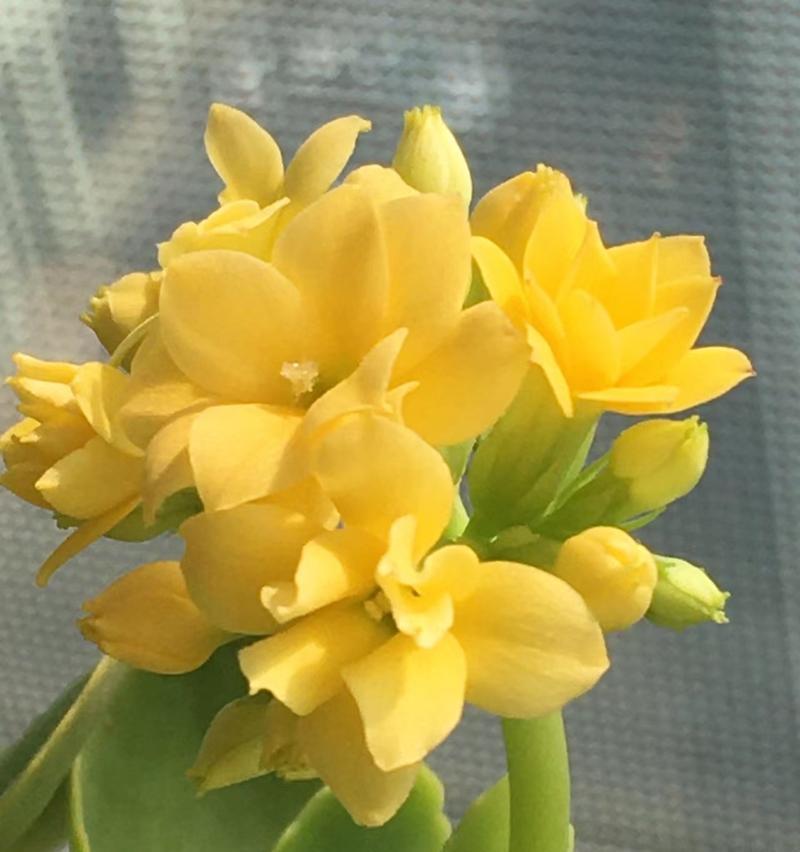平安花是什么？它的花语有何特别之处？
