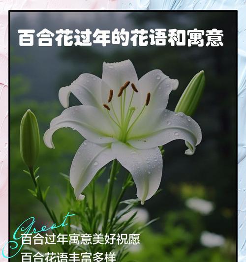 平安花是什么？它的花语有何特别之处？