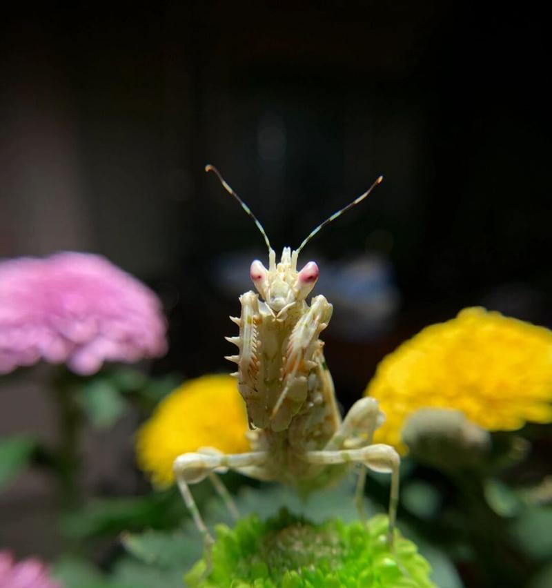 刺花都有什么花语呢？刺花的寓意是什么？