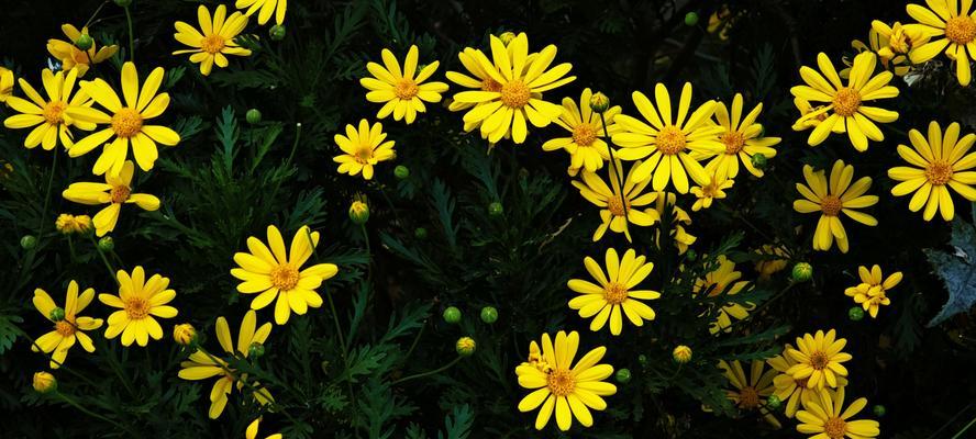 野花为何没有特定花语？探讨野花的象征意义。