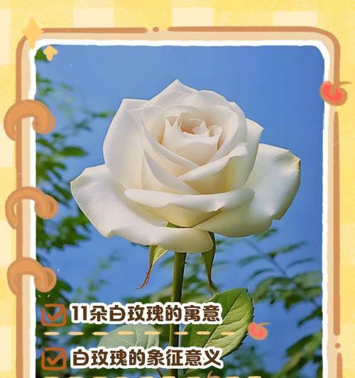 19朵白玫瑰的花语是什么？它传递了哪些情感？