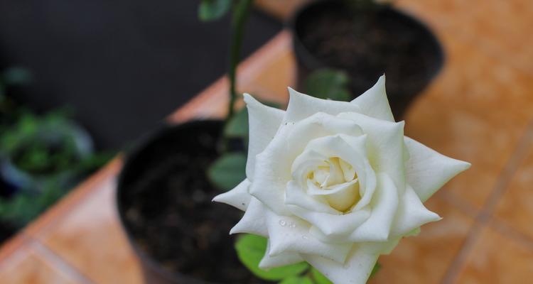 19朵白玫瑰的花语是什么？它传递了哪些情感？