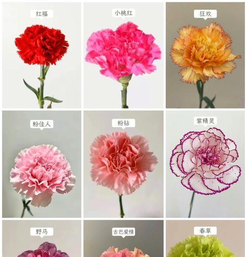 红粉康乃馨的花语是什么？红粉康乃馨的寓意是什么？