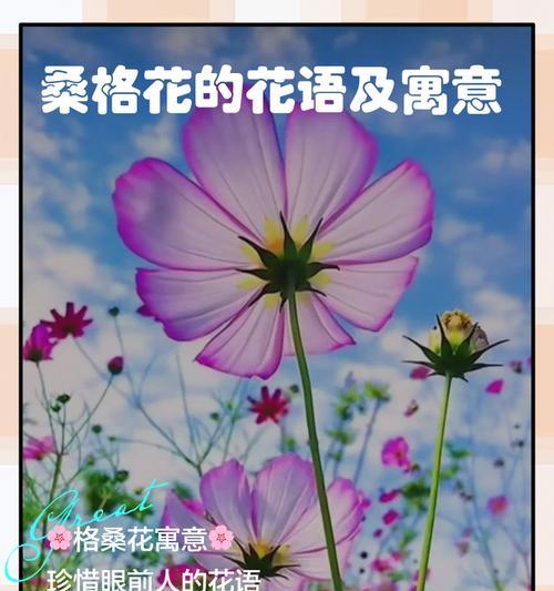 深情的花语代表了怎样的情感？
