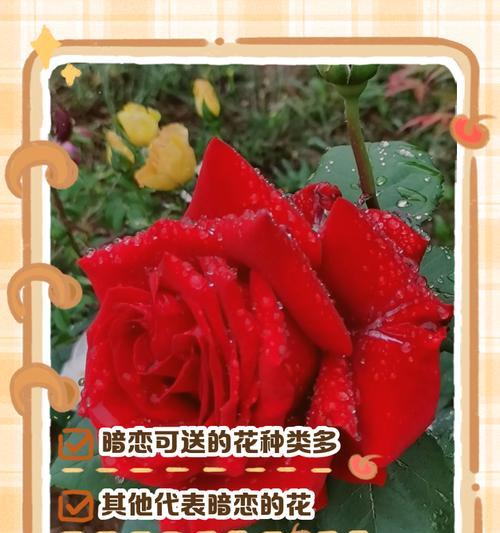 深情的花语代表了怎样的情感？