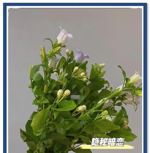 送卖花女孩时应选择哪种花语？花语中蕴含了什么情感？