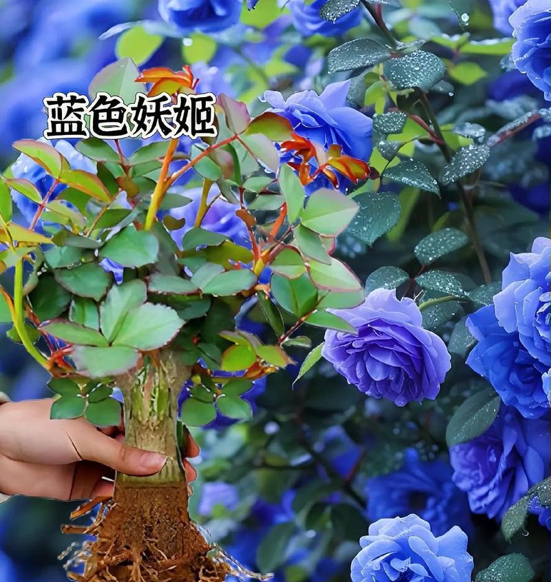 蓝色妖姬花语的含义是什么？蓝色妖姬代表了什么？