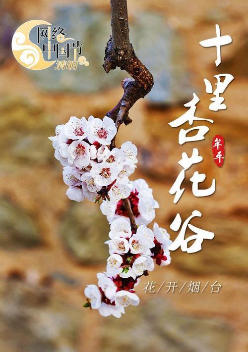 白色杏花的花语有何特别之处？