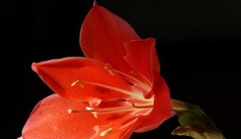 中国花语表达爱意的花是什么花？哪种花代表爱情？