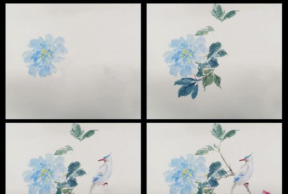 绶带鸟的寓意和花语有哪些？