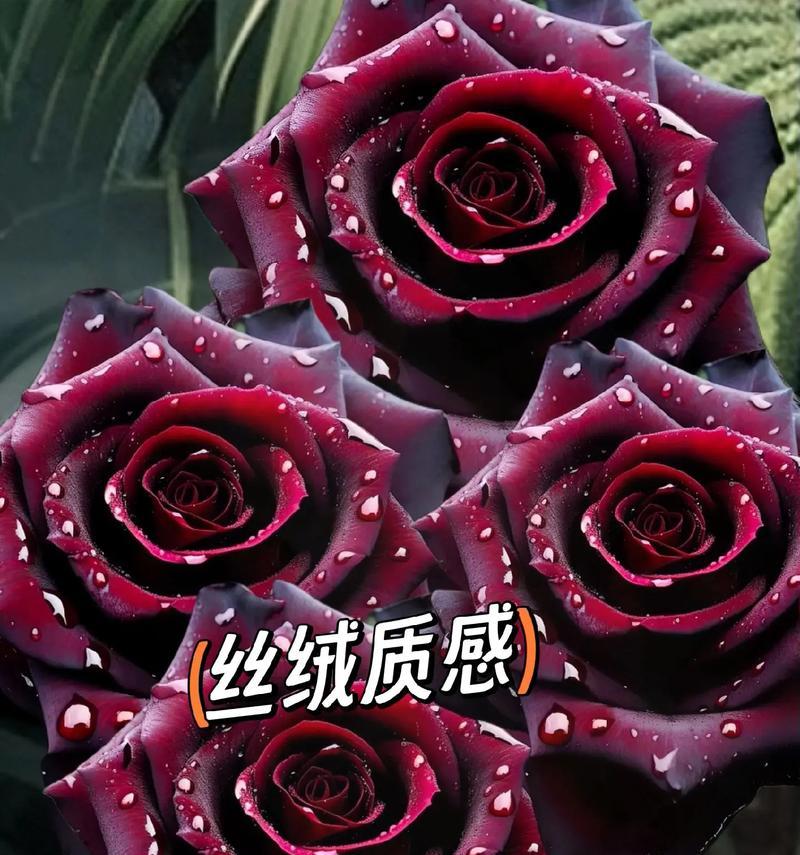 黑巴克玫瑰的花语有何深意？适合哪种场合？