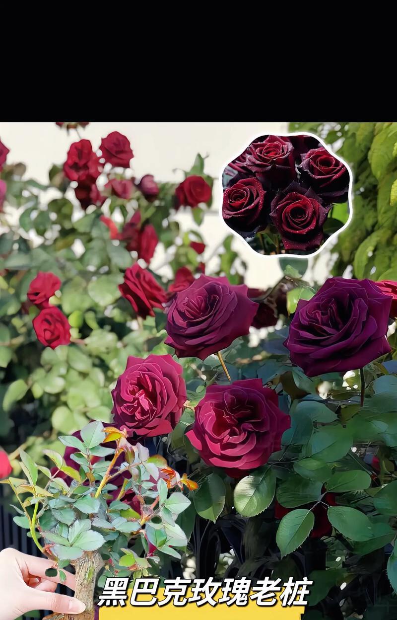 黑巴克玫瑰的花语有何深意？适合哪种场合？