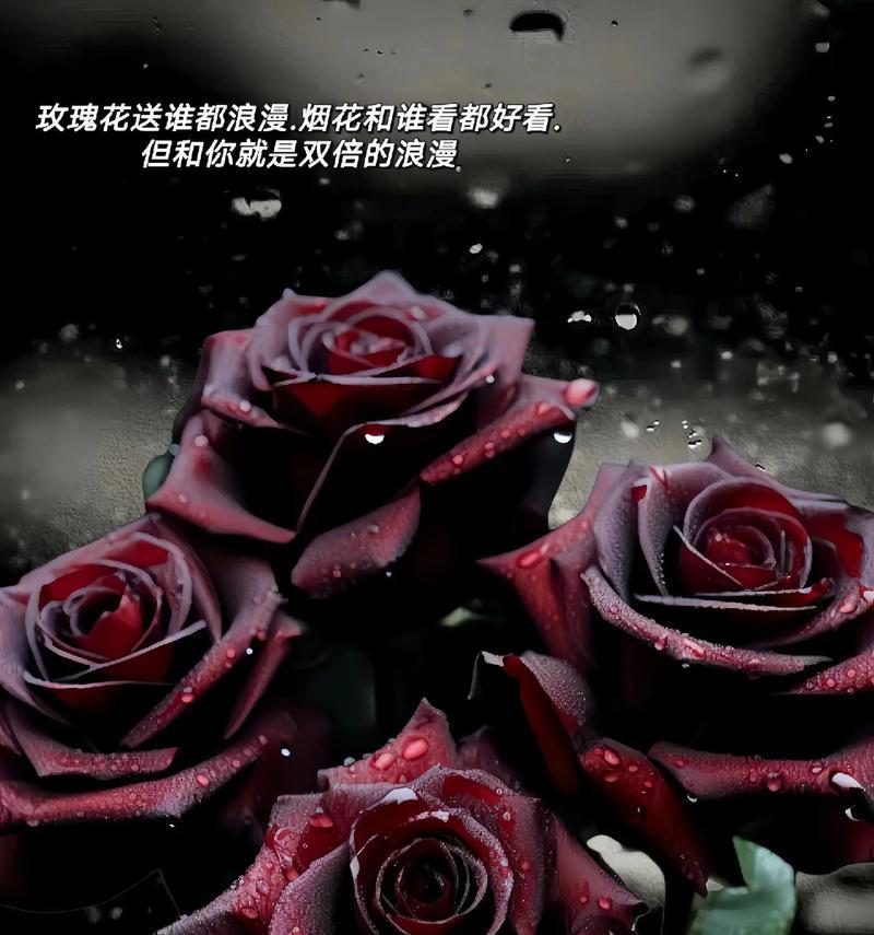 黑巴克玫瑰的花语有何深意？适合哪种场合？