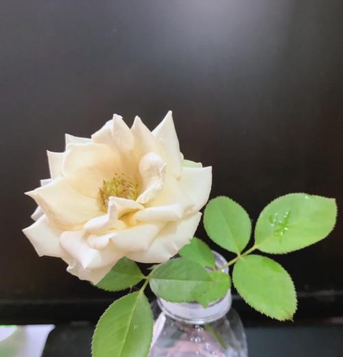 冷傲美艳的花语是什么意思？有哪些花象征冷傲美艳？