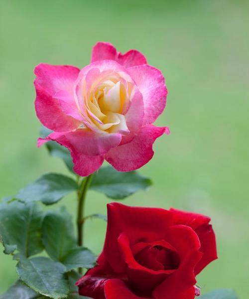 冷傲美艳的花语是什么意思？有哪些花象征冷傲美艳？