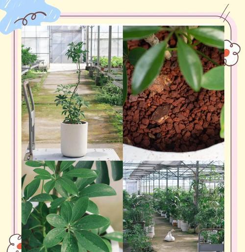 鸭脚木绿植的花语含义是什么？