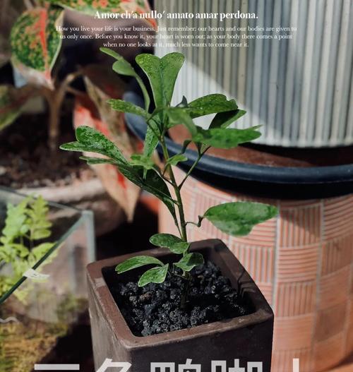 鸭脚木绿植的花语含义是什么？