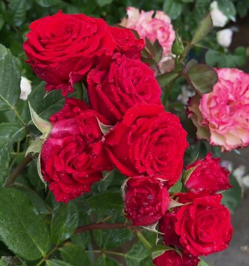 月季花的花语代表了什么？