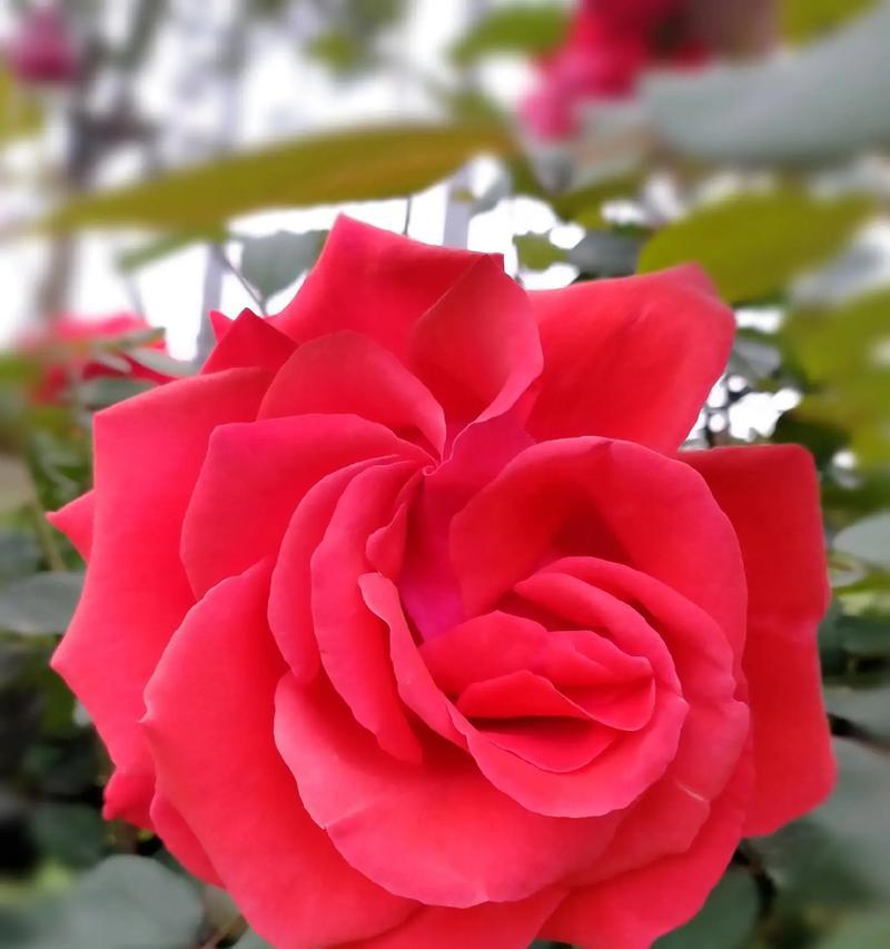 月季花的花语代表了什么？