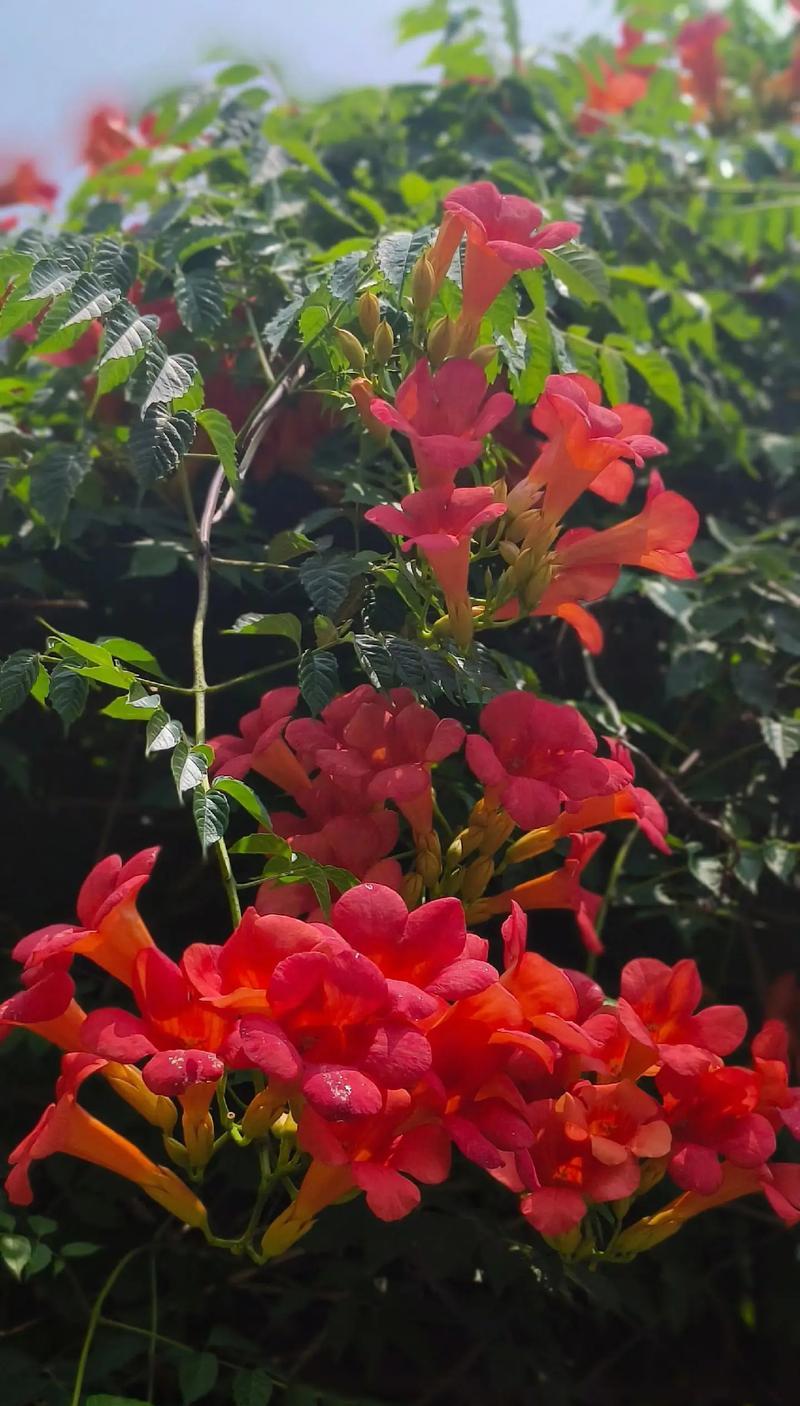 象征婆婆的花语和寓意是什么？哪种花最适合送给长辈？