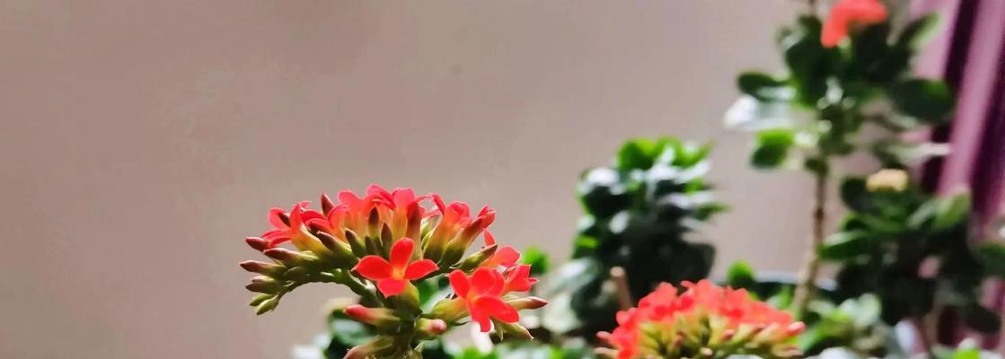 象征婆婆的花语和寓意是什么？哪种花最适合送给长辈？