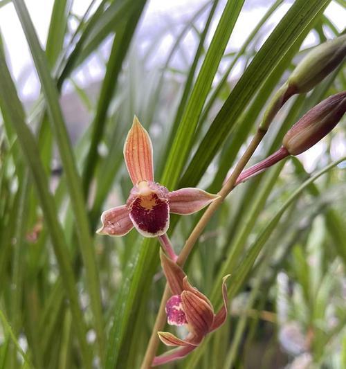 兰花秋芝极品的花语是什么意思？兰花秋芝极品象征着什么？