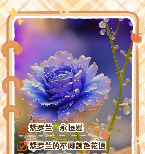 黄玫瑰与紫罗兰花语为何不同？
