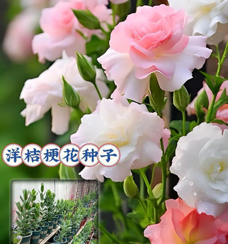 绿色洋桔梗花语是什么？绿色洋桔梗在花语中代表什么？