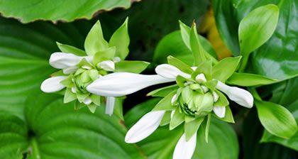 花语公主大结局是什么？结局中隐藏了哪些花语？