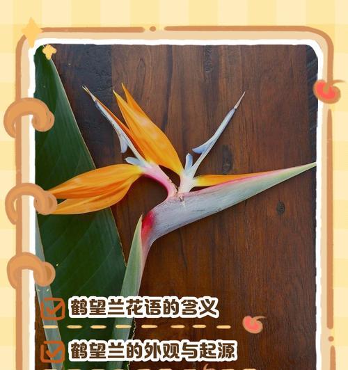 花语有遗忘的意思吗是什么？哪种花代表忘记？