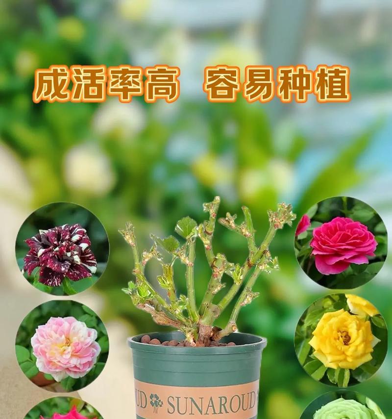 七色玫瑰花的寓意是什么？