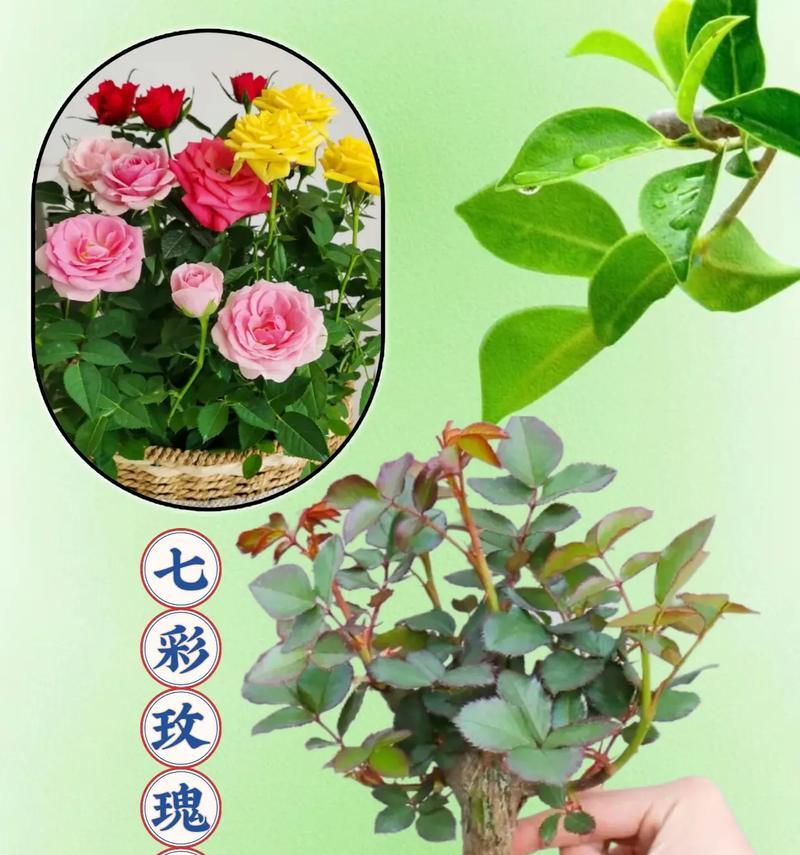 七色玫瑰花的寓意是什么？