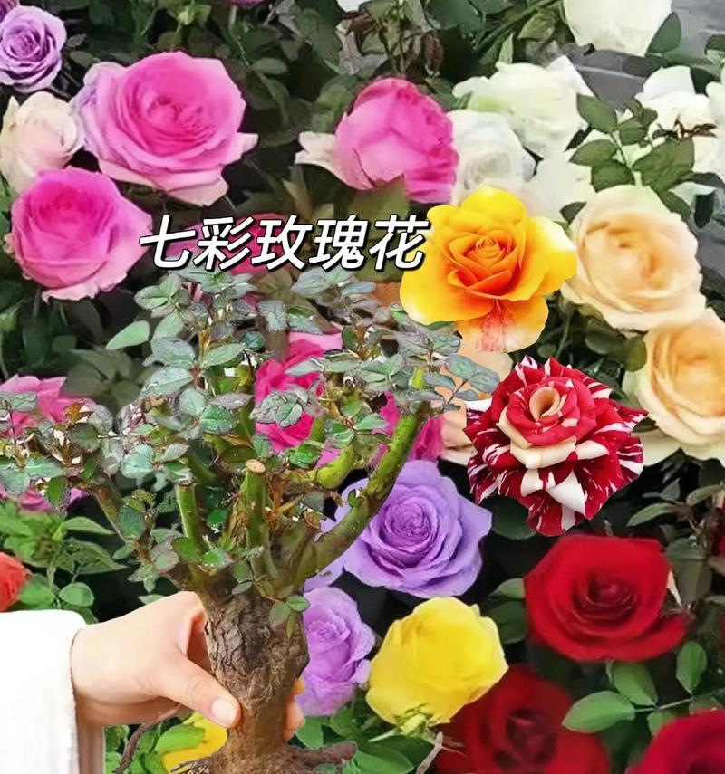 七色玫瑰花的寓意是什么？