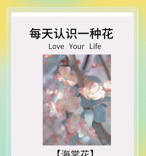 阳气花是什么？它的花语和寓意有哪些？