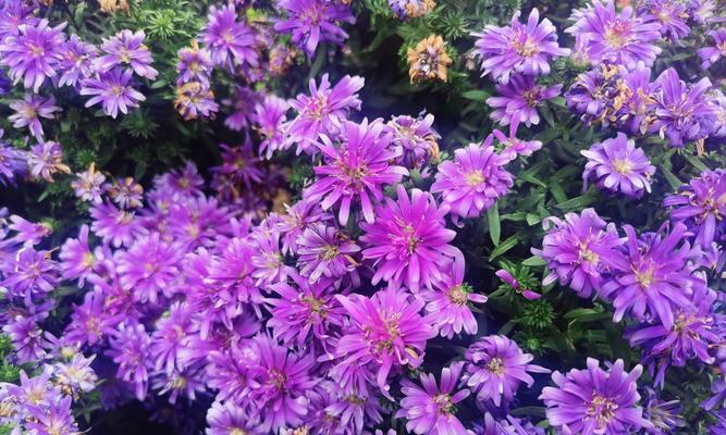 野心勃勃的花语由哪种花来代表？
