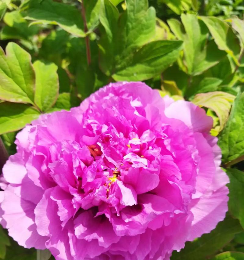 野心勃勃的花语由哪种花来代表？