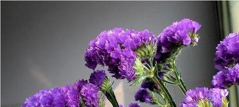 野心勃勃的花语由哪种花来代表？