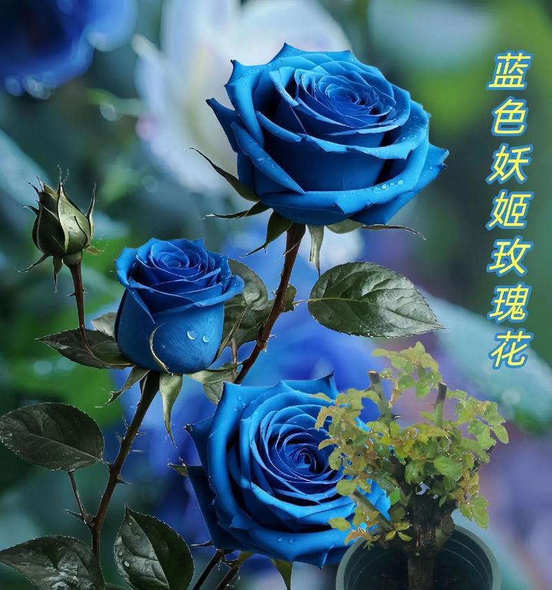 冰蓝色的花代表什么花语？
